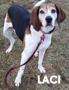 Laci-ADOPTED