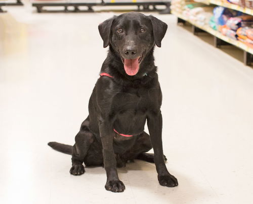 Apollo-ADOPTED