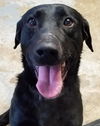 Apollo-ADOPTED