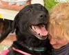 Apollo-ADOPTED