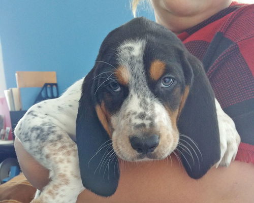 Baby Cobbler-ADOPTED