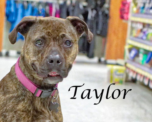 Taylor-ADOPTED