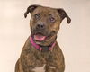 Taylor-ADOPTED