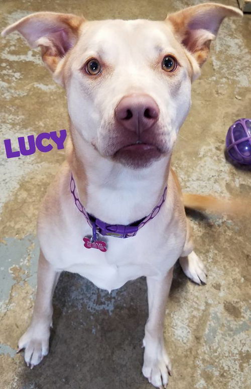 Lucy-ADOPTED