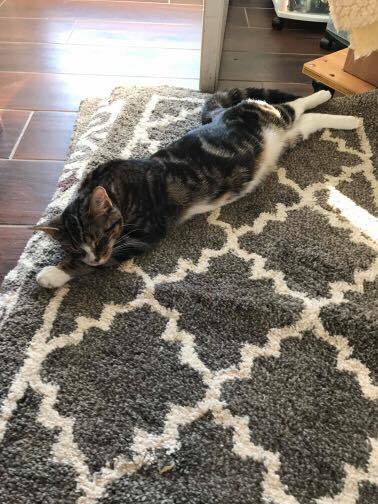 Alyssa-ADOPTED