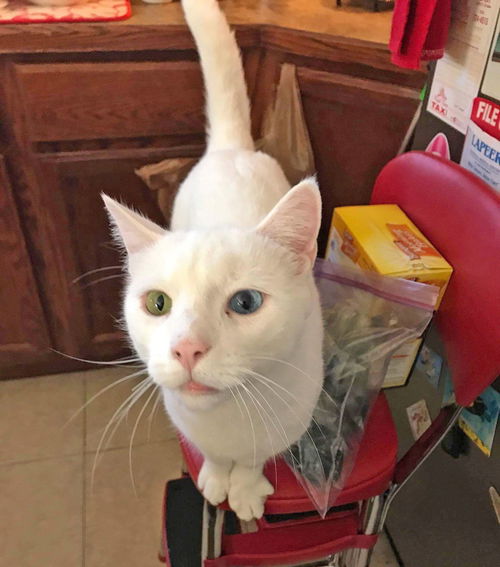 Dooley-ADOPTED