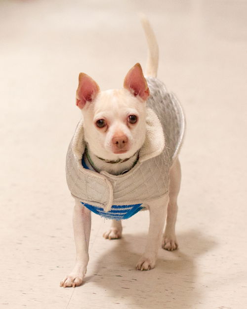 Chico-ADOPTED