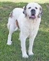 Dumpling-ADOPTED