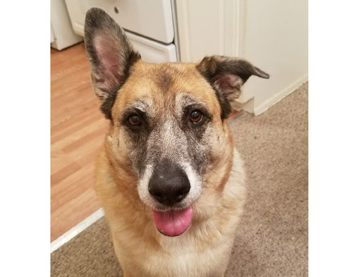 Sophia - ADOPTED 8-26