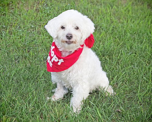 Snowball-ADOPTED