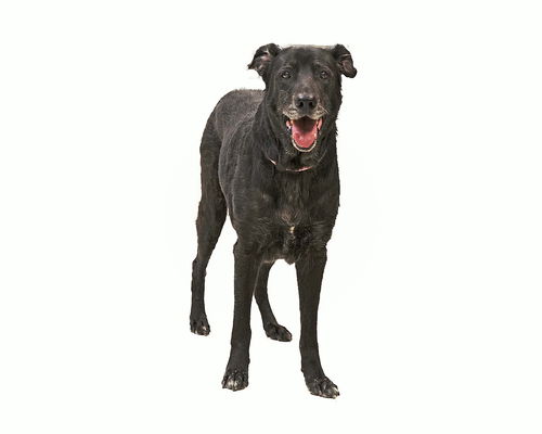 Cheree-ADOPTED