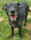 Cheree-ADOPTED