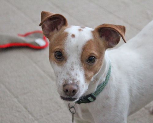 Dylan-ADOPTED
