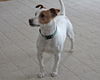 Dylan-ADOPTED