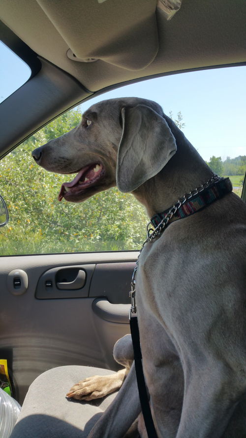 Sterling-ADOPTED