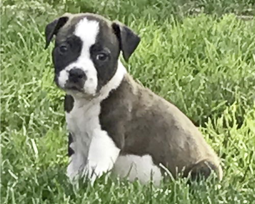 Baby Colt-ADOPTED