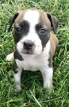 Baby Colt-ADOPTED