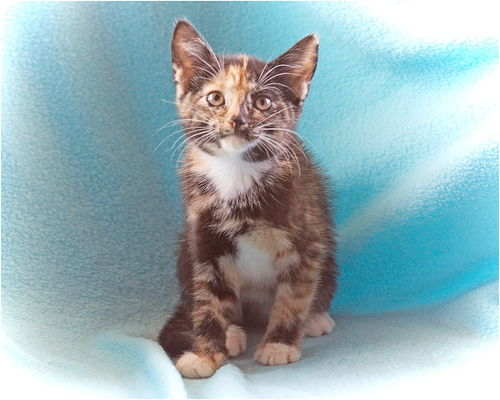 Baby Caramel-COURTESY-ADOPTED