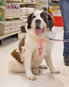 Dora-ADOPTED
