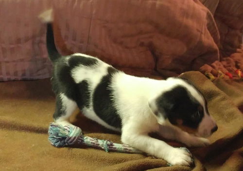 Baby Arizona-ADOPTED