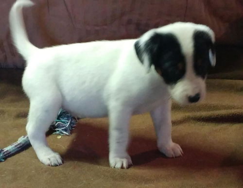 Baby Dakota-ADOPTED