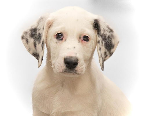 Baby Alaska-ADOPTED