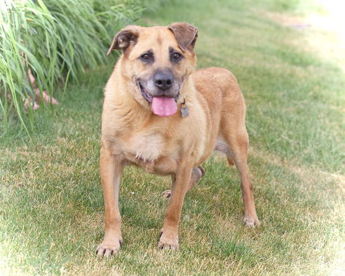 Lucille-ADOPTED