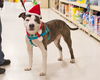 Subby-ADOPTED