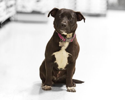 Ariel-ADOPTED