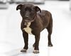 Ariel-ADOPTED