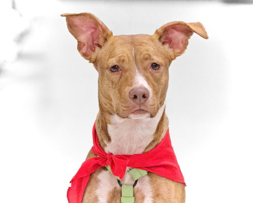 Tilly-ADOPTED