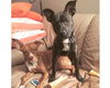 Tilly-ADOPTED