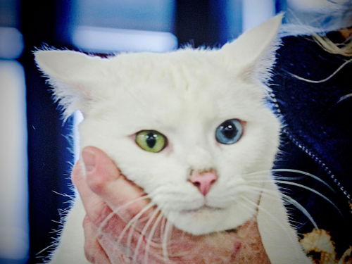 Dooley-ADOPTED