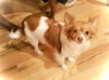 Alexis-ADOPTED