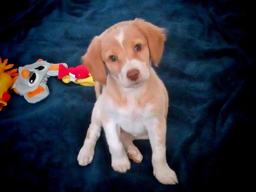 Baby Bailey-ADOPTED
