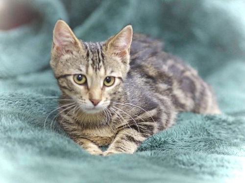 Baby Bella-ADOPTED