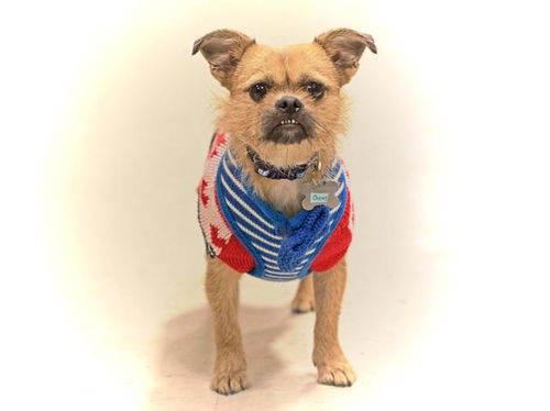 Chewy-ADOPTED