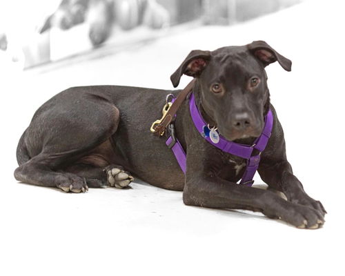 Striker-ADOPTED