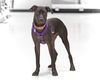 Striker-ADOPTED