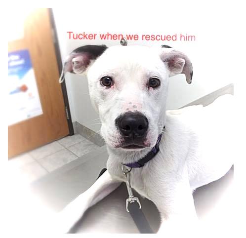 Tucker-ADOPTED