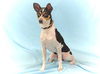 Lulu-ADOPTED