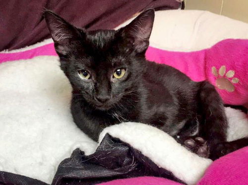 Baby Carlito-ADOPTED