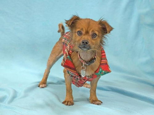 Hobo-ADOPTED