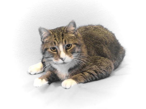 Freddie-ADOPTED
