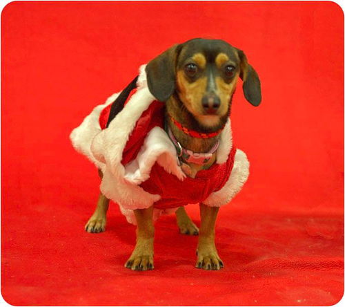 Treasure-ADOPTED