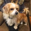 Socks-ADOPTED