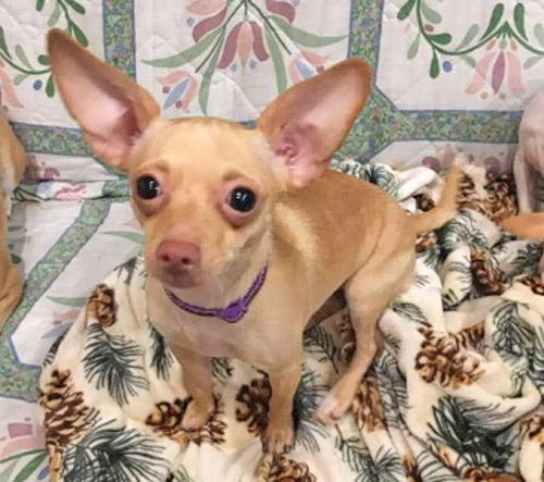 Lola-ADOPTED