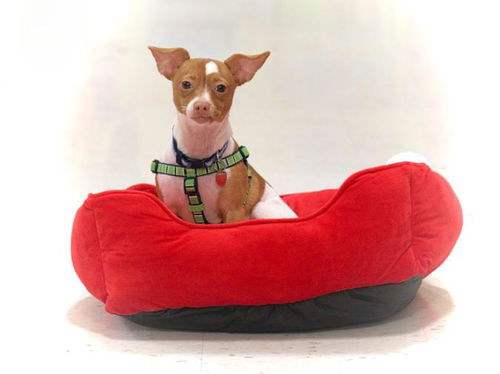 Baby Chip-ADOPTED