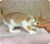 Baby Carrot-Adopted