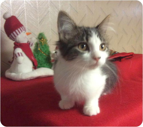 Baby Broccoli-ADOPTED
